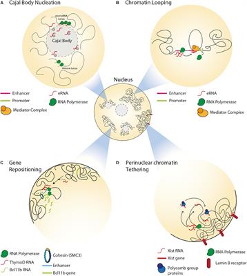 Frontiers | Roles For Non-coding RNAs In Spatial Genome Organization